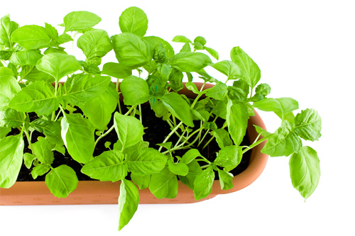 Fresh Herbs