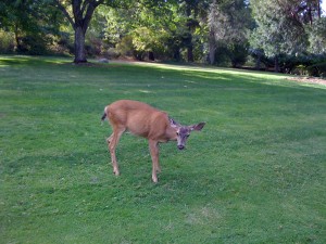 Friendly wild deer in Ashland's Lithia Park