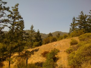 Peak of Muir Woods