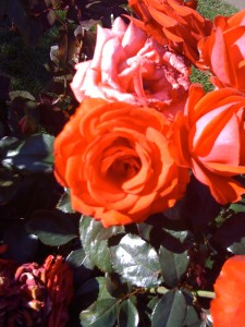 Portland Rose Garden