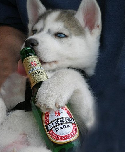 Cute+dog+pictures+with+captions
