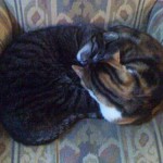 Adorable residents of Amsterdam's Cat Cabinet