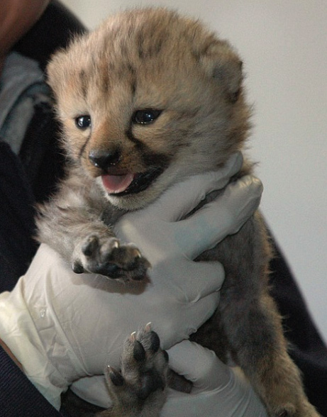 cheetah_cub