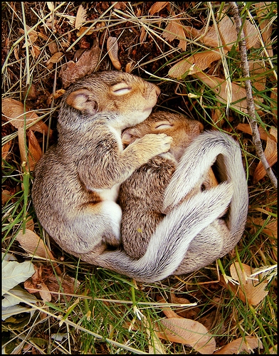 cutecute