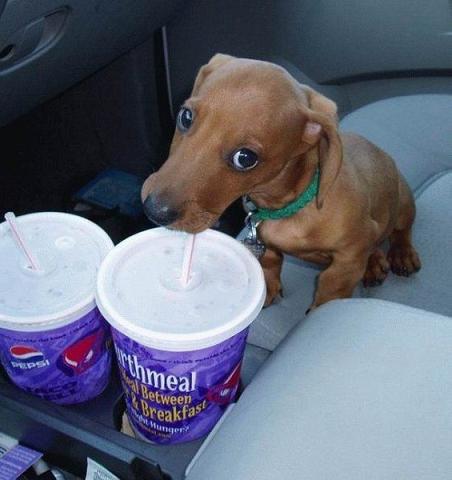 Cute+dog+pictures+with+captions