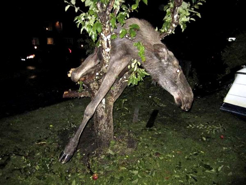 drunk-Swedish-moose