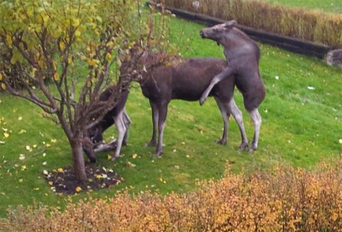 elk_threesome
