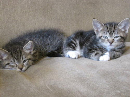 foster kitties