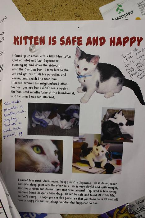 kitten is safe