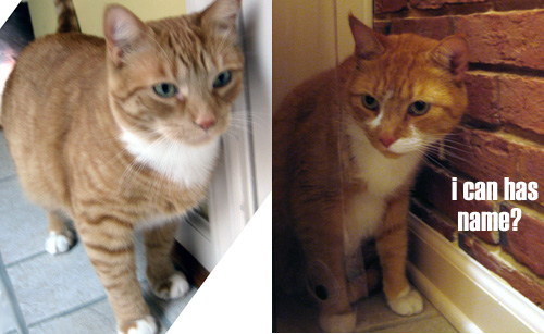 kitties