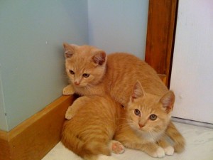 kittypile