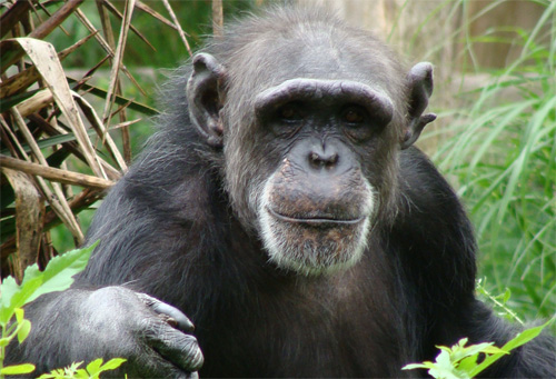 monkey