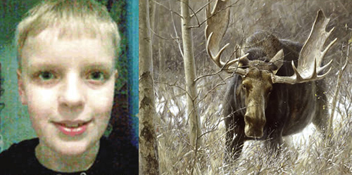 moose