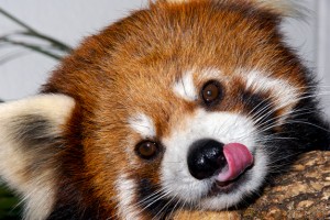 panda