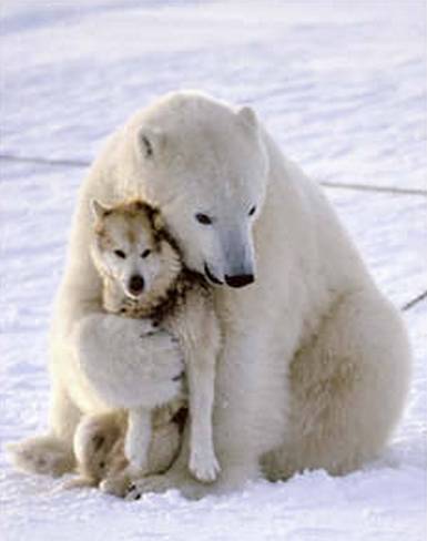 polar-bear-husky.jpg