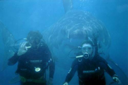 shark_divers