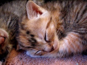 Sleepy Valentina