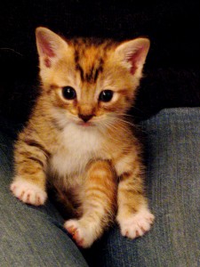 EPIC CUTENESS.