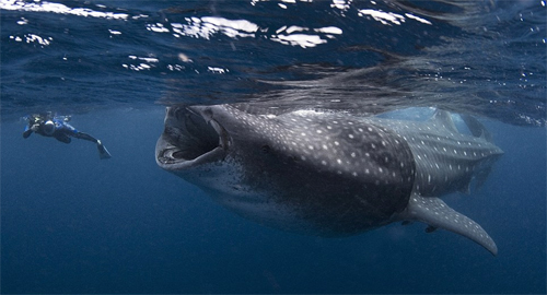 whale_shark