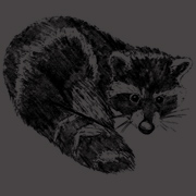 Raccoon