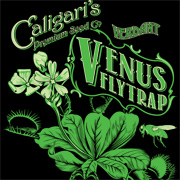 Caligari's Venus Fly Trap